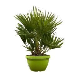 Chamaerops Humilis 'Sicilia', Topf-Ø 24 Cm, Höhe Ca. 60 Cm