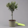 Olivenbaum, Stämmchen, Topf-Ø 15/16 Cm, Höhe Ca. 40 Cm