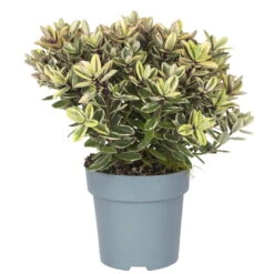 Hebe, Buntlaubig, Farbe Variiert, Topf-Ø 15 Cm, 3er-Set