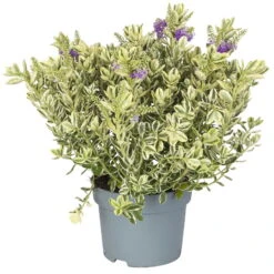 Hebe Buntlaubig, Topf-Ø 19 Cm, 2er-Set