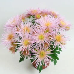 Chrysanthemen Spider Anansi™ Pink, Spinnenblütig, Topf 14 Cm Ø, 4er-Set