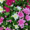 Chrysantheme Trio 'Sweet Melange', Weiß-rosa-lila, Gefüllt, Topf-Ø 12cm, 6er-Set