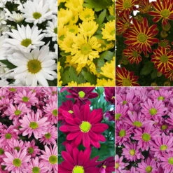 Chrysanthemen 'Swifty', Farben Zufällig, Topf-Ø 12 Cm, 6er-Set