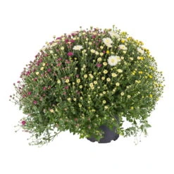 Chrysanthemen-Busch 'Trio', Gelb-weiß-lila, Topf-Ø 19 Cm, 2er-Set