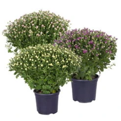 Chrysanthemen-Busch, Lila-rosa-weiß, Topf-Ø 19 Cm, 3er-Set