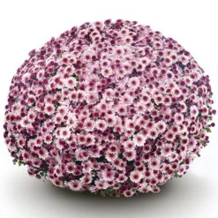 Chrysanthemen 'Amarena Pink', Rosa-pink, Topf-Ø 14 Cm, 4er-Set