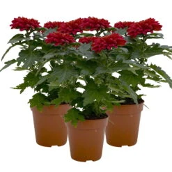 Chrysantheme 'Zembla Next Red' Rot, Großblumig, Topf-Ø 13 Cm, 3er-Set