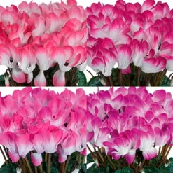 Alpenveilchen 'Indiaka® Geflammt, Farben Zufällig, Topf-Ø 12 Cm, 6er-Set