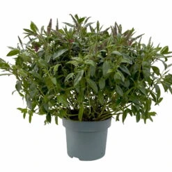 Hebe Addenda® Lila, Topf-Ø 23 Cm