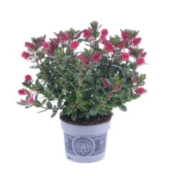 Hebe 'All Blooms®' Rot-pink, Sorte Zufällig, Topf-Ø 12 Cm, 6er-Set