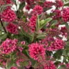 Hebe 'All Blooms®' Rot, Topf-Ø 10,5cm, 6er-Set