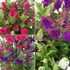 Hebe All Blooms® 'Twin', Duo Zufällig, Topf 12 Cm Ø, 3er-Set