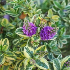 Hebe Buntlaubig, Sorte Nach Verfügbarkeit, Topf-Ø 12 Cm, 3er-Set