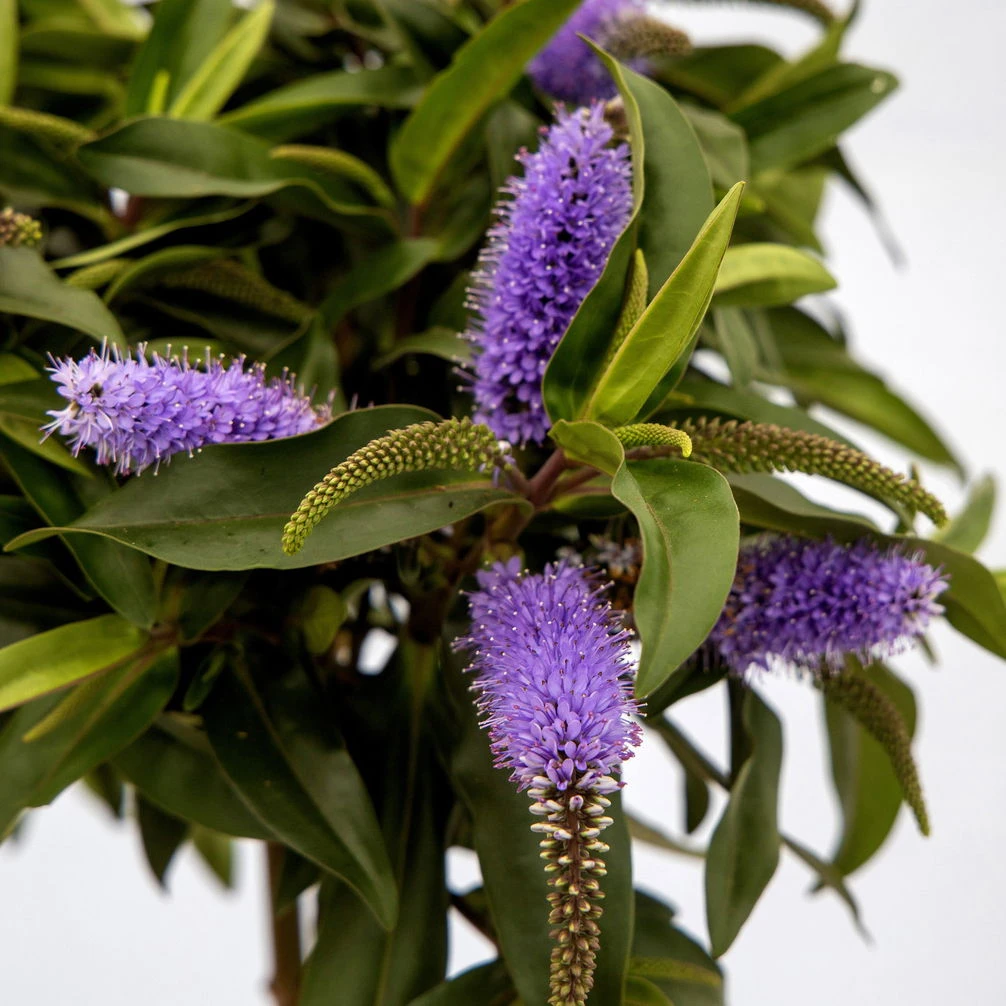 Strauchveronika Granda® Blau, Stämmchen, Topf-Ø 17 Cm, Höhe Ca. 60 Cm – Bild 3