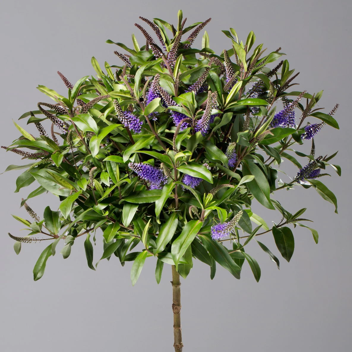 Strauchveronika Granda® Blau, Stämmchen, Topf-Ø 17 Cm, Höhe Ca. 60 Cm – Bild 2