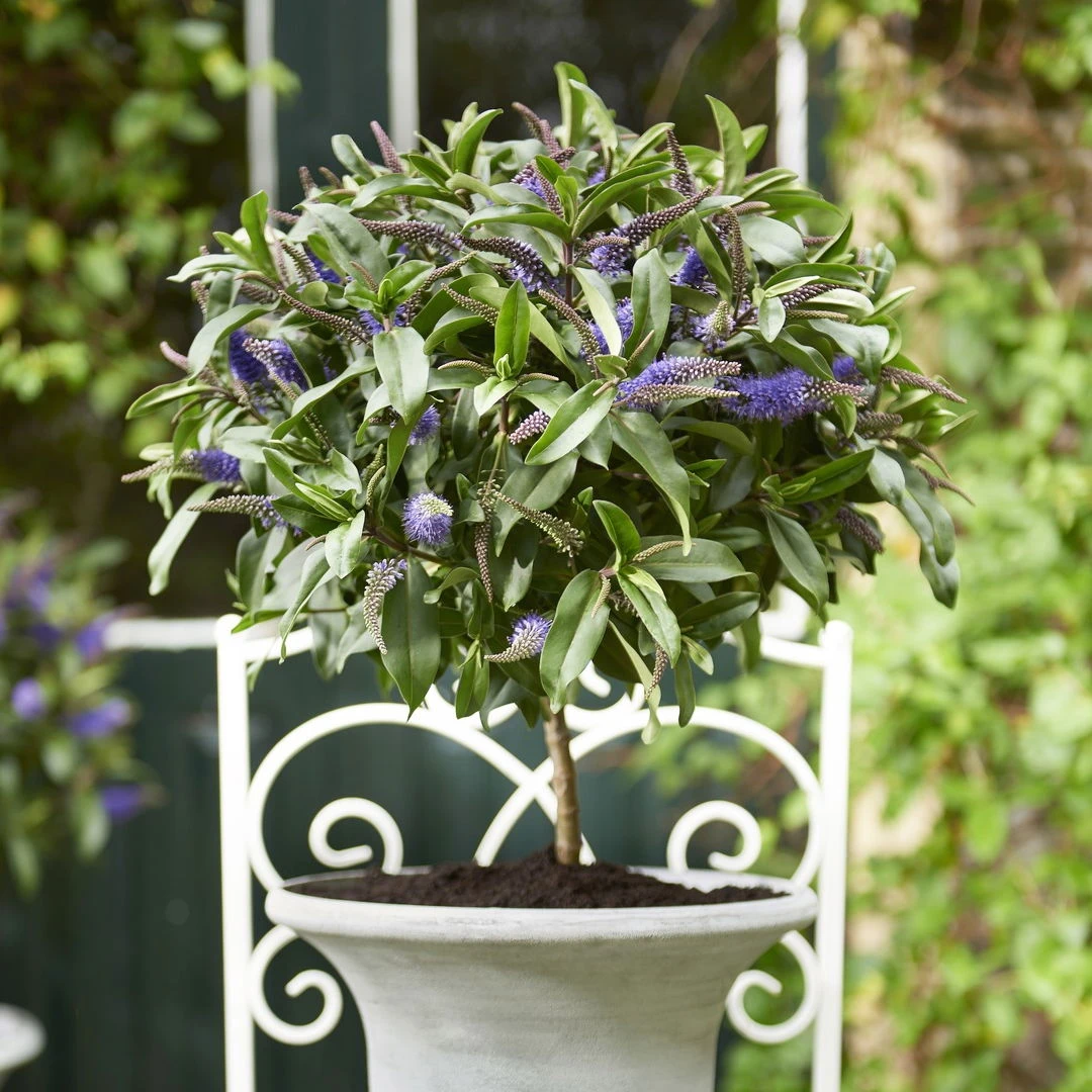 Strauchveronika Granda® Blau, Stämmchen, Topf-Ø 17 Cm, Höhe Ca. 60 Cm – Bild 4