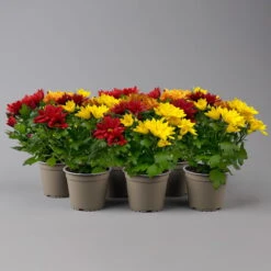 Chrysanthemen Trio 'Sunset' Orange-gelb-rot, Topf-Ø 12 Cm, 6er-Set