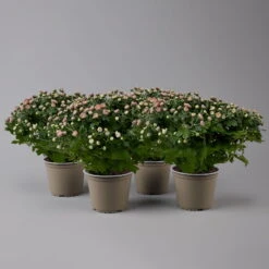 Chrysanthemen Rosa Busch, Topf-Ø 14 Cm, 4er-Set