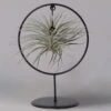 Tillandsia 'Silver Ball' In Rundem Metallgestell, 17cm Ø