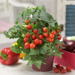 Blu Bio Cocktailtomate 'Naschtomate F1', Topf-Ø 12 Cm, 3er Set