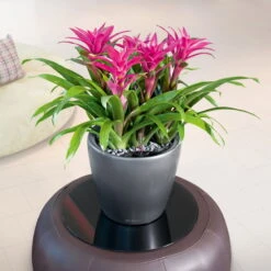 LECHUZA Classico Premium LS, All-in-One-Set, Anthrazit-metallic, Ø 21 Cm, H:20 Cm